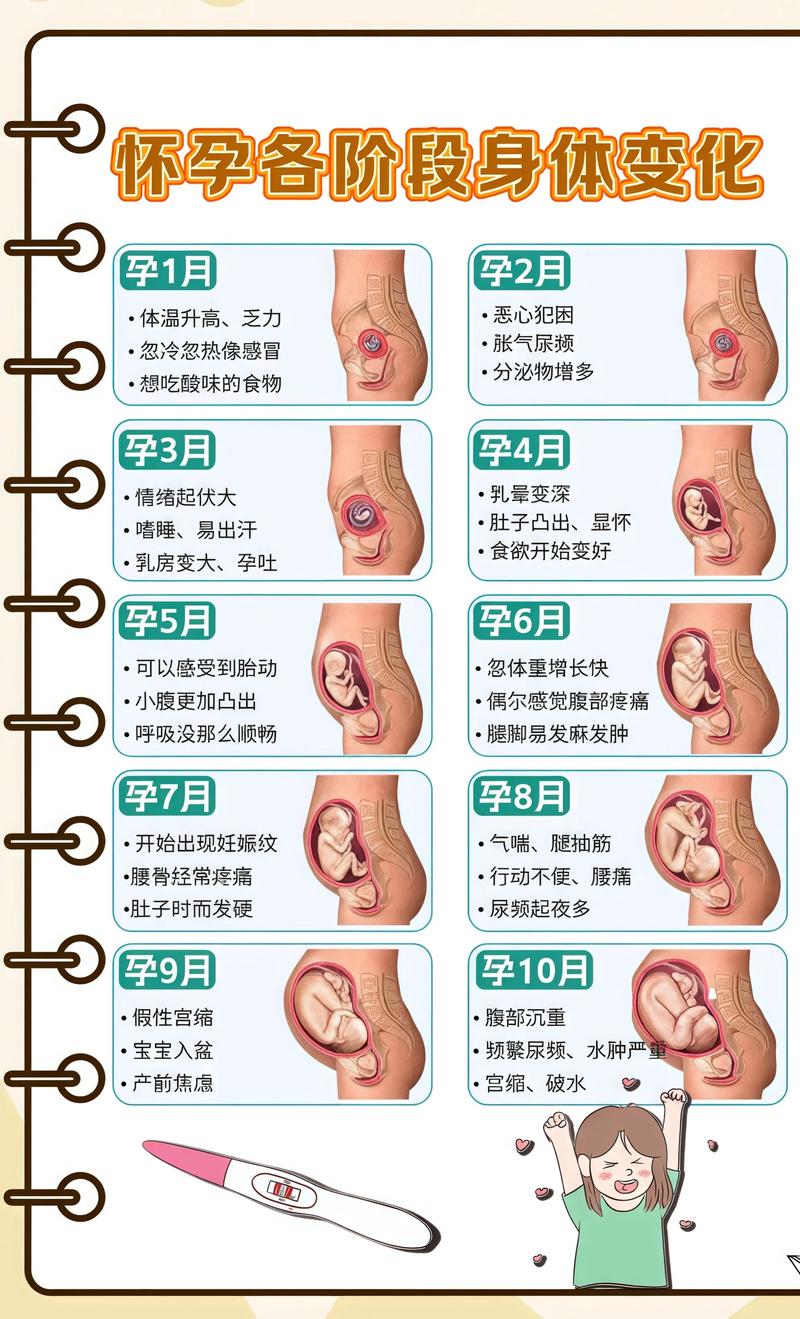 揭秘供卵代孕妈妈怀孕小腹分两节，孕期变化的奥秘甘南代生机构: